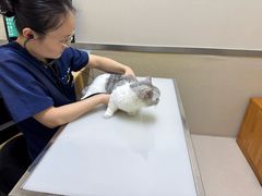 -爱妮康宠物医院·干细胞免疫细胞·肿瘤·心脏(张江店)