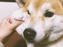 -柴务处·柴犬主题狗咖