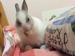 -宠物兔专门店(天丰利市场店)
