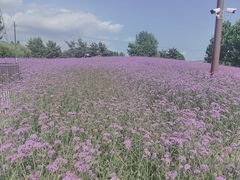 -羊亭河湿地公园