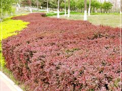 -大兴滨河森林公园