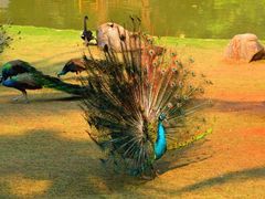 -西双版纳原始森林公园