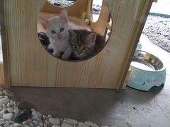 -喵屿·大理花园猫咖