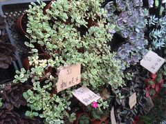 南湖花木城-七月里花店