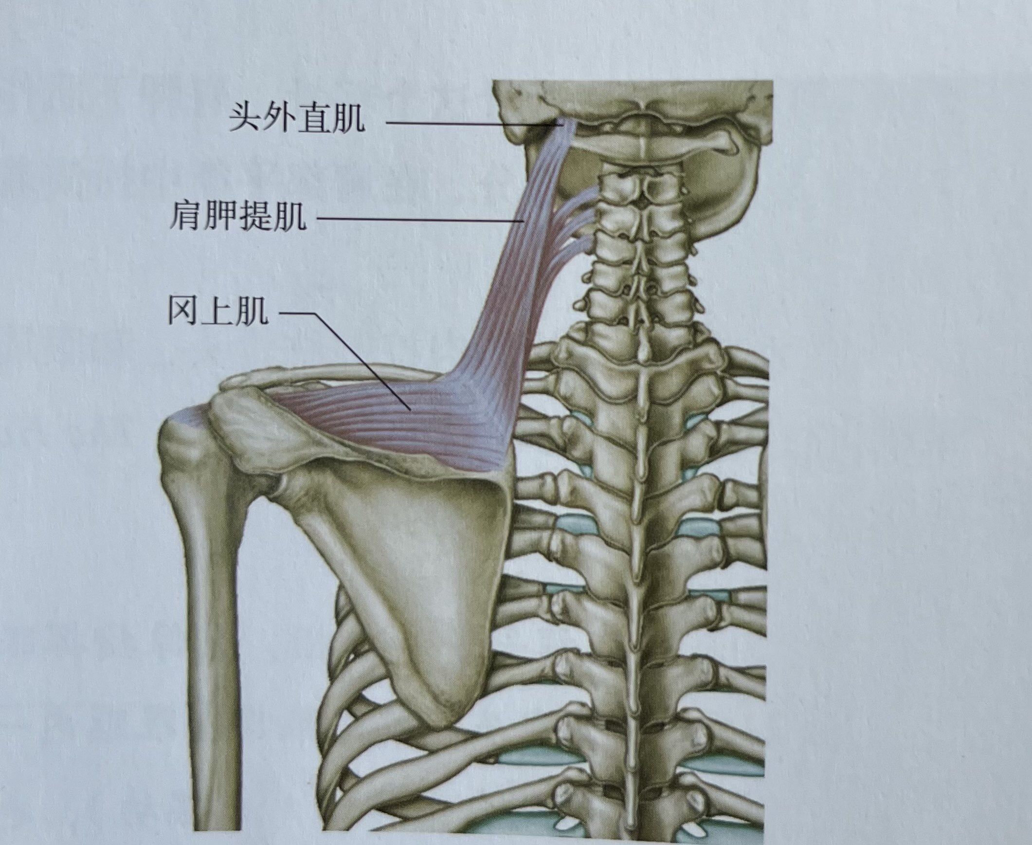 肩颈,肩颈顾名思义就是肩与颈是一个整体,从解剖学上一般肩与颈分开