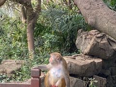 -南湾猴岛+椰田古寨一日游