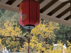 -千年银杏谷文化旅游区