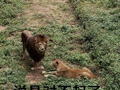 -云南野生动物园