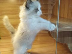 -猫十亿·布偶金渐层·曼基康矮脚猫舍(青年路店)