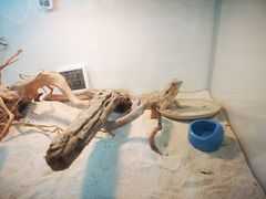 -喵园·猫主题咖啡厅·撸猫·猫咖(国贸店)