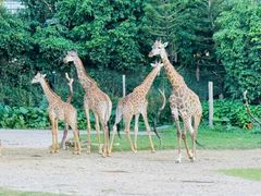 -广州长隆野生动物世界
