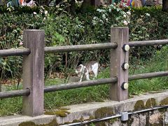 -鸣鹤古镇