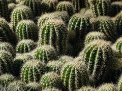 -深圳仙湖植物园