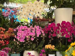 -曲阳花鸟市场(曲阳路店)