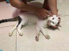-宠爱国际动物医院·消化内科·心肾内科·ISFM猫友好(望京店)