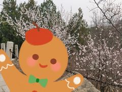 -北京凤凰岭