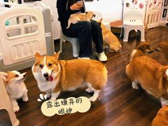 -柯斗斗主题餐厅·狗咖·围炉煮茶·茶饮(国瑞升平里店)