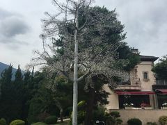 -河口湖八音盒之森美术馆