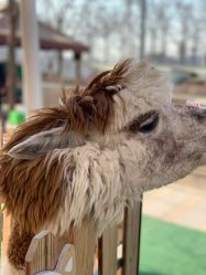 -萌宠亲子动物乐园(槐房万达店)