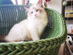 -70cat德文卷毛猫·缅因猫纯种猫舍