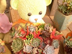 -龙大花卉苗木市场