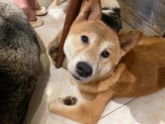 -萌喵宠狗爱心宠咖