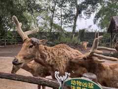 -海南热带野生动植物园