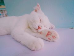 -喵的天空名猫咖啡馆·撸猫·猫舍·用品