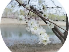 -桃花堤公园