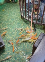 -酷嗒动物文化乐园(cutezoo西溪乐天城店)