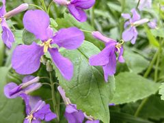 -普陀山风景区-佛顶山
