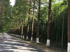 -黄海国家森林公园