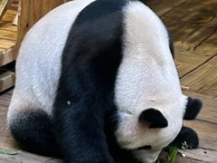 -深圳野生动物园