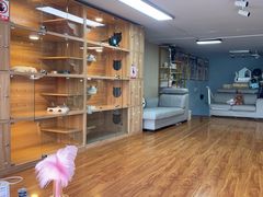 -喵百万·布偶·蓝金金渐层英短·猫舍(百子湾店)