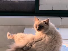 -喵的天空名猫咖啡馆·撸猫·猫舍·用品