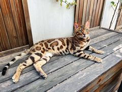 -喵屿·大理花园猫咖