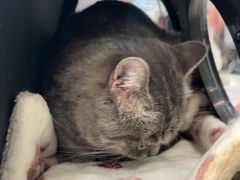 -艾贝尔宠物医院 ·中兽医·宠保定点(北门桥店)