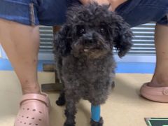 -小叮当动物医院·骨科·眼科