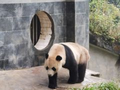 -中国大熊猫保护研究中心雅安碧峰峡基地