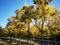 -永定河休闲森林公园