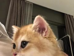 -Bastet sally猫舍购宠(静安店)