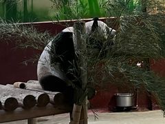 -杭州野生动物世界