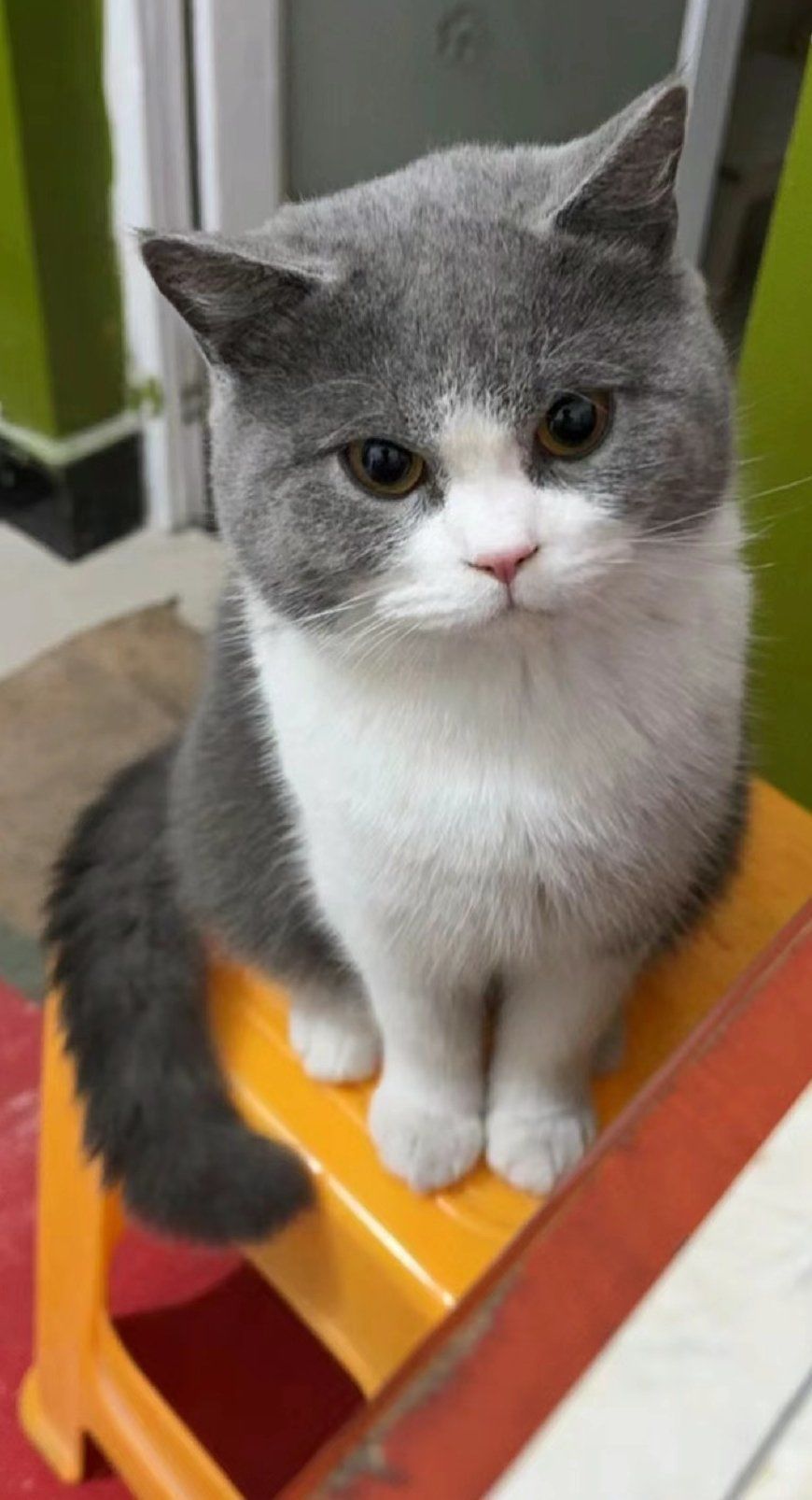 猫咪蓝白呀呀呀