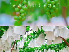 -海堤葡萄园中小学生研学基地