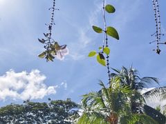 -麦哲伦丝绸度假村
