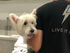 -Oh My Dog宠物沙龙(伊珊娜皮毛护理店)