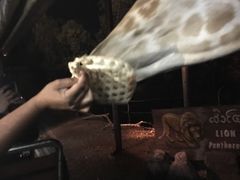 -清迈夜间动物园