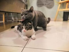 -平行世界·猫咖(首经贸店)