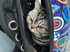 -纳吉亚猫专科动物诊疗中心(蒋宅口分院)
