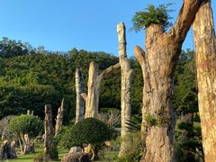 -深圳仙湖植物园
